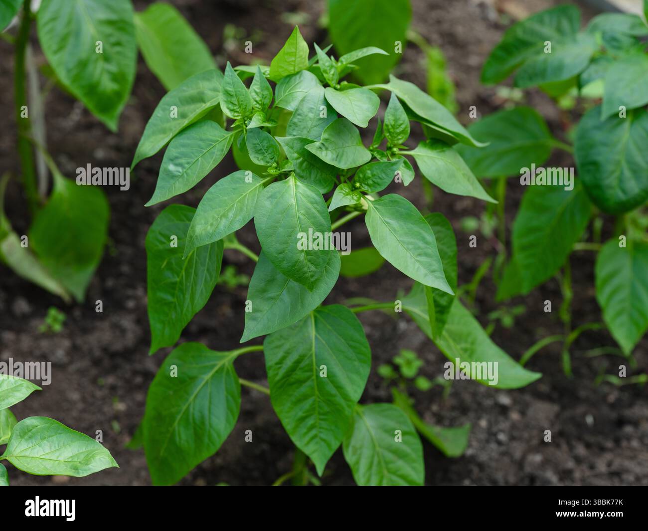 Piante di pepe che crescono nel terreno Foto Stock