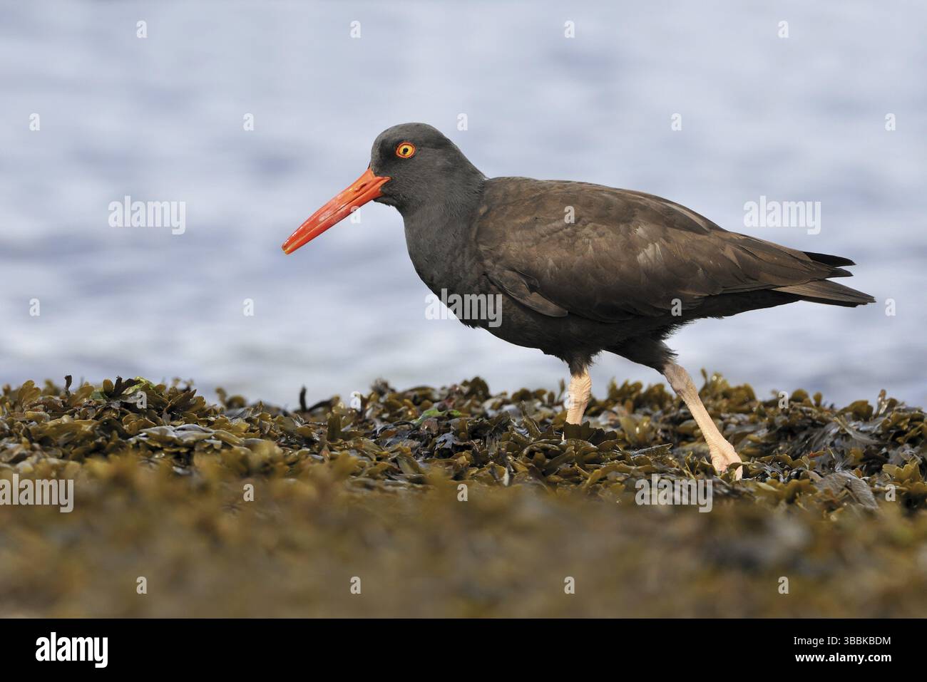 Black Oystercatcher (Haematopus bachmani), Columbia Britannica, Canada, Nord America Foto Stock