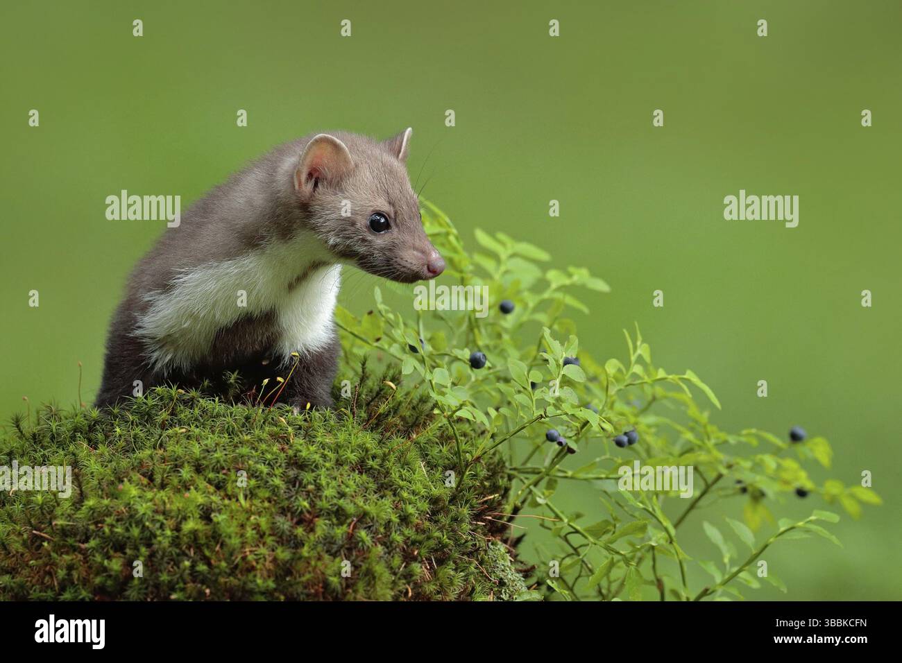 Faggetto, martes foina, e mirtillo con fondo verde chiaro. Martora di pietra, ritratto di dettaglio di animale foresta. Piccolo predatore seduto sul gr Foto Stock