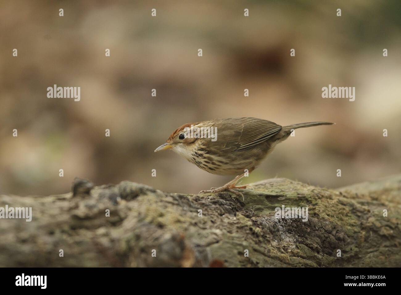 Puff-throated Babbler (Pellorneum ruficeps), Khao Yai, Thailandia, Asia Foto Stock