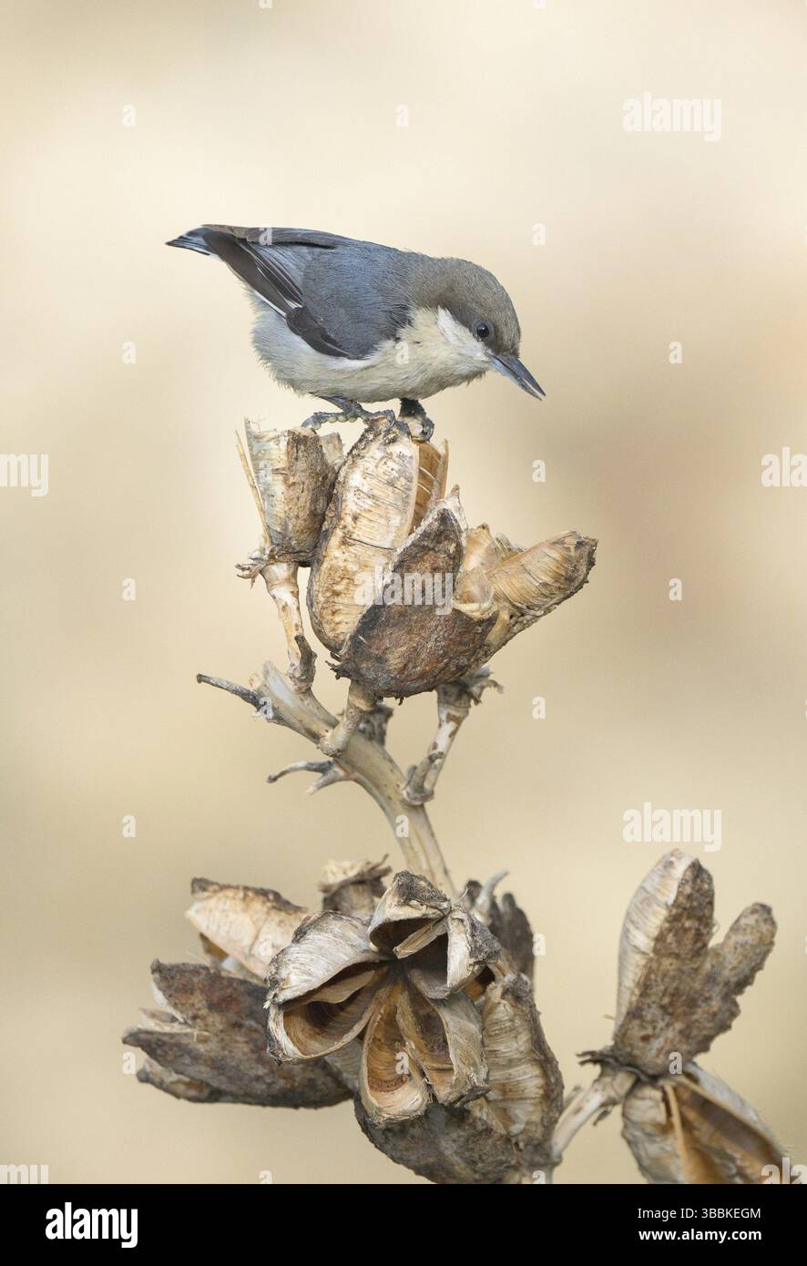 Pygmy Nuthatch (Sitta pygmaea), Colorado, Stati Uniti, Nord America Foto Stock