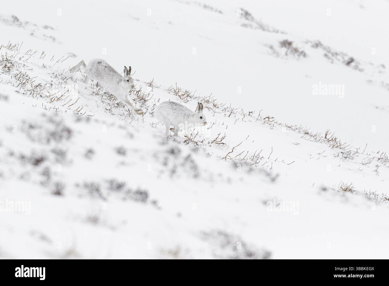 Mountain Hare (Lepus timidus), adulti con pelage invernale che combatte e corre prima dell'accoppiamento, Cairngorms National Park, Scozia, Regno Unito, Europ Foto Stock