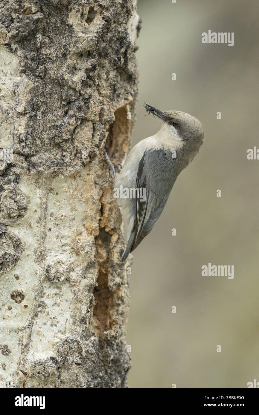 Pygmy Nuthatch (Sitta pygmaea) presso He Nesting Cavity, Colorado, USA, Nord America Foto Stock