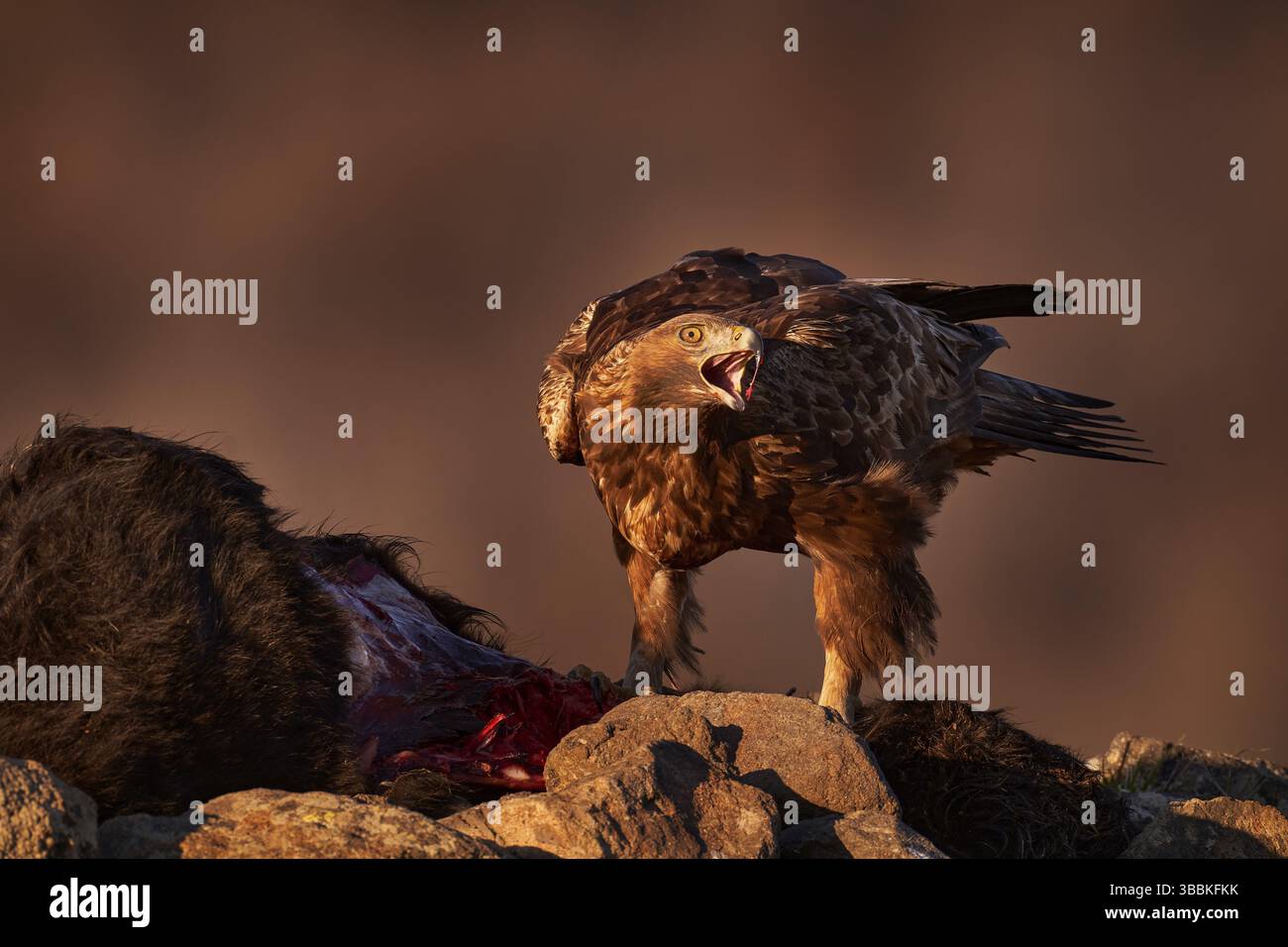 Aquila con carcassa di vitello di vacca. Aquila reale, pietra, montagna di Rhodopes, Bulgaria. Aquila, sera chiaro, uccello marrone di preda con grande apertura alare. Carcassa di vacca Foto Stock