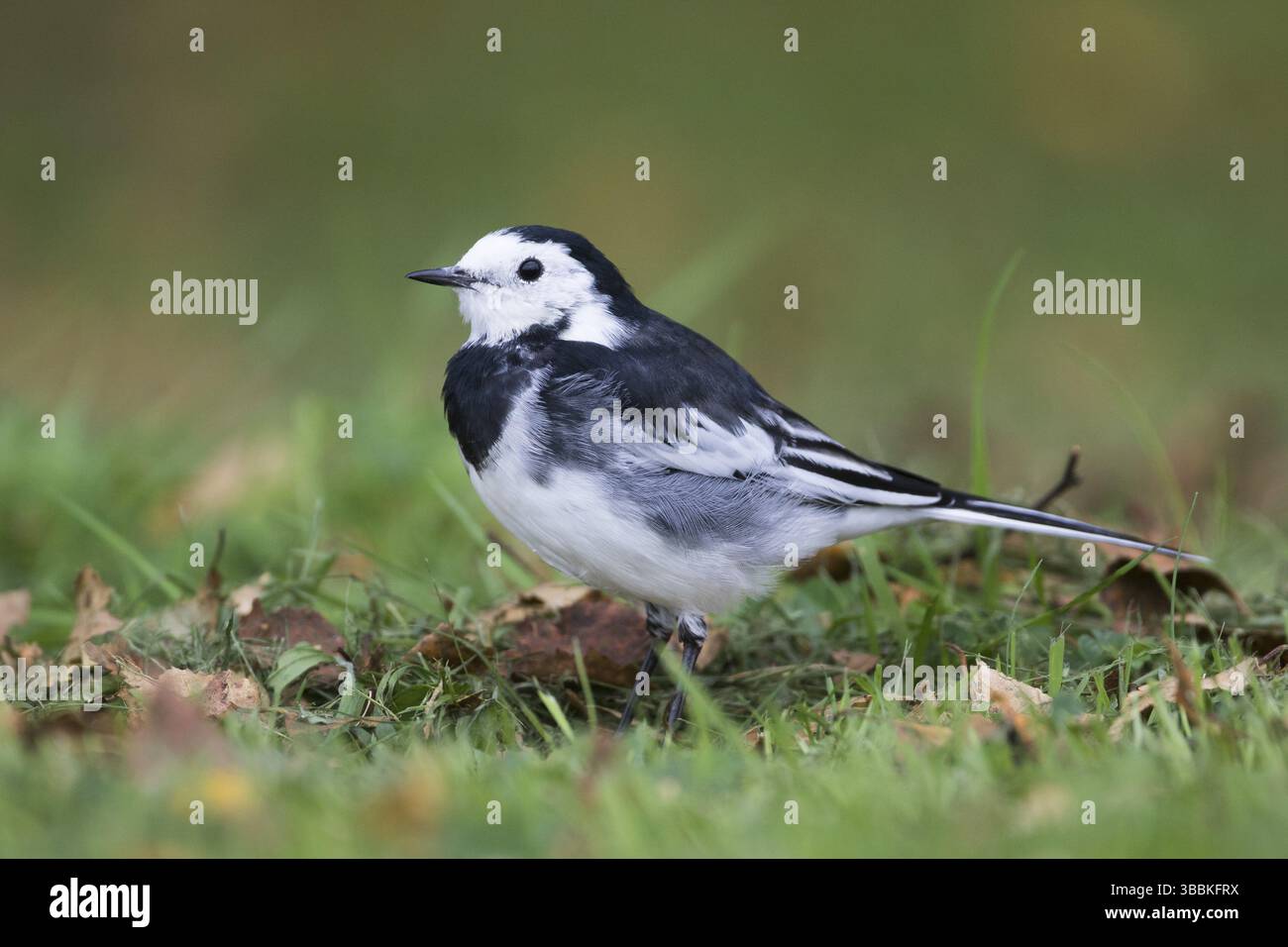 Pied Wagtail - Trauerbachstelze - Motacilla alba ssp. Yarelli, Gran Bretagna Foto Stock
