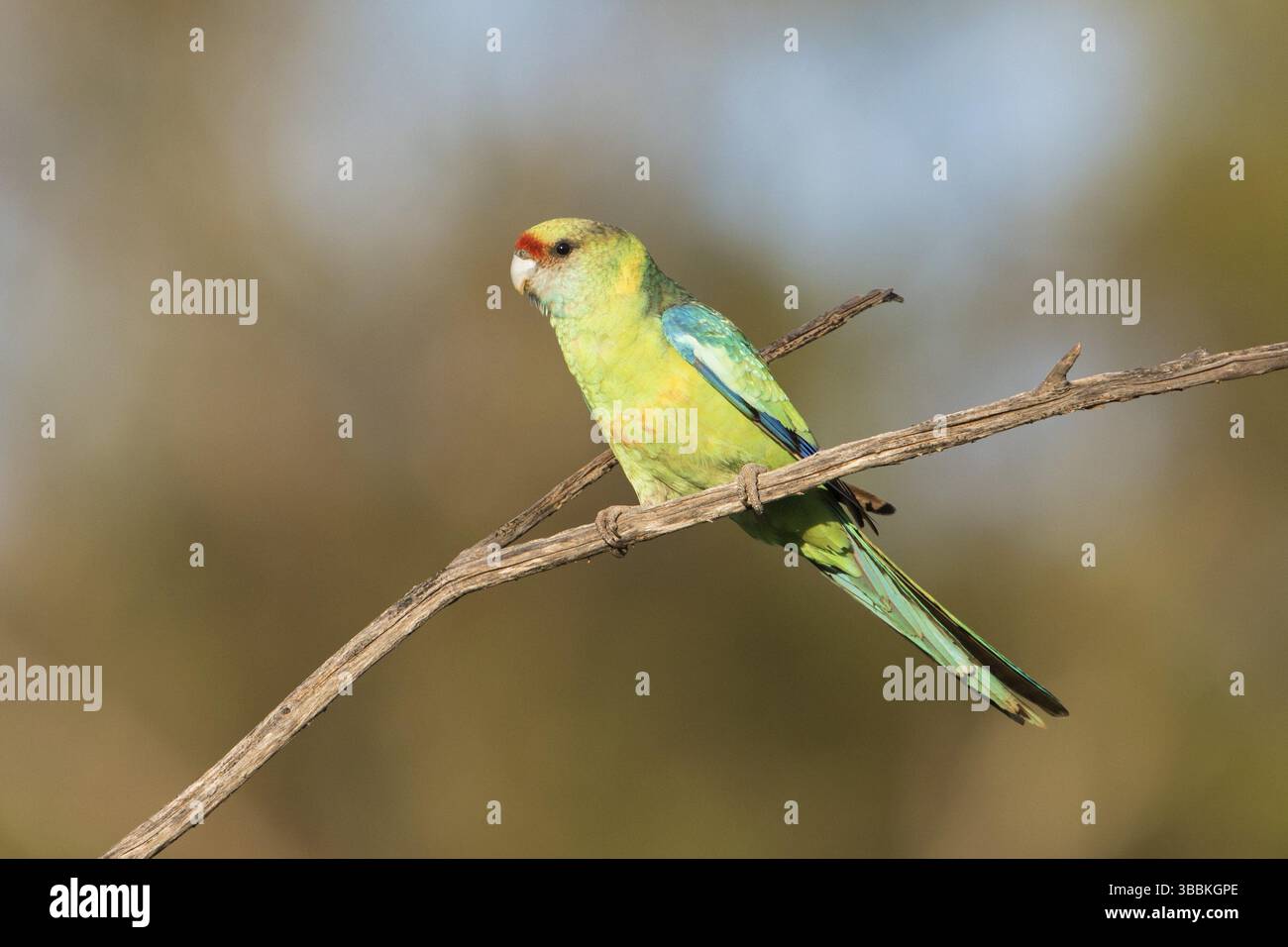 Mallee Ringneck (Barnardius zonarius barnardi), nuovo Galles del Sud, Australia, Oceania Foto Stock