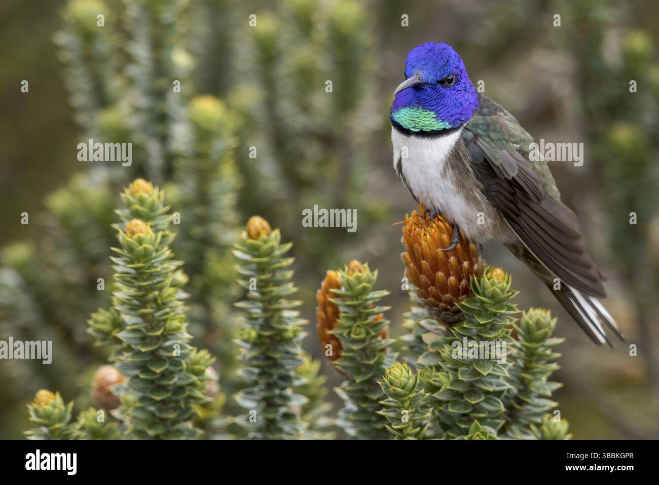 Chimborazo Hillstar (Oreotrochilus chimborazo) arroccato su un ramo delle Ande in Ecuador Foto Stock