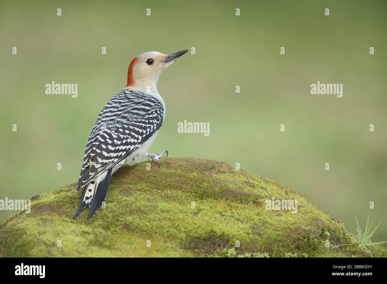 Pecker con panciotto rosso (Melanerpes carolinus) femmina a terra, Texas, Stati Uniti, Nord America Foto Stock
