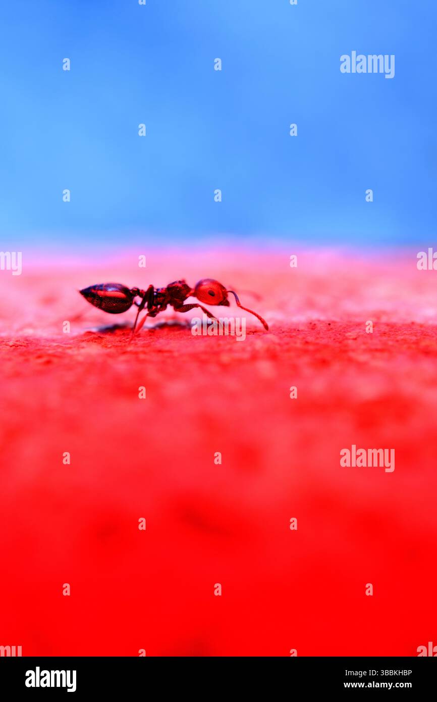 ANT sul pianeta rosso Foto Stock