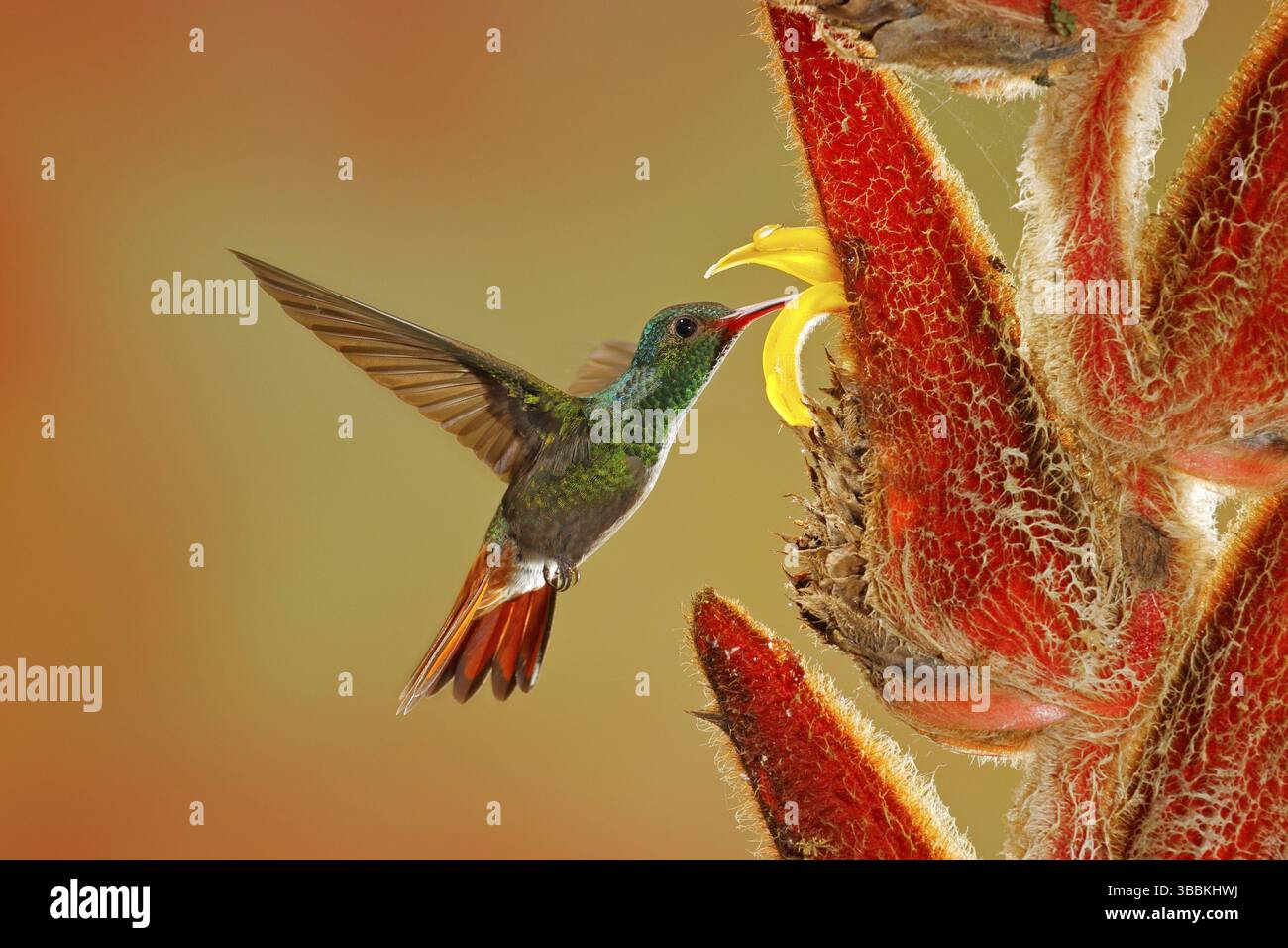 Due uccelli con fiore rosso. Hummingbird con coda rufosa, Amazilia tzacatl, uccello che vola accanto al bellissimo fiore rosso di ibisco rosa in habitat naturale con Foto Stock