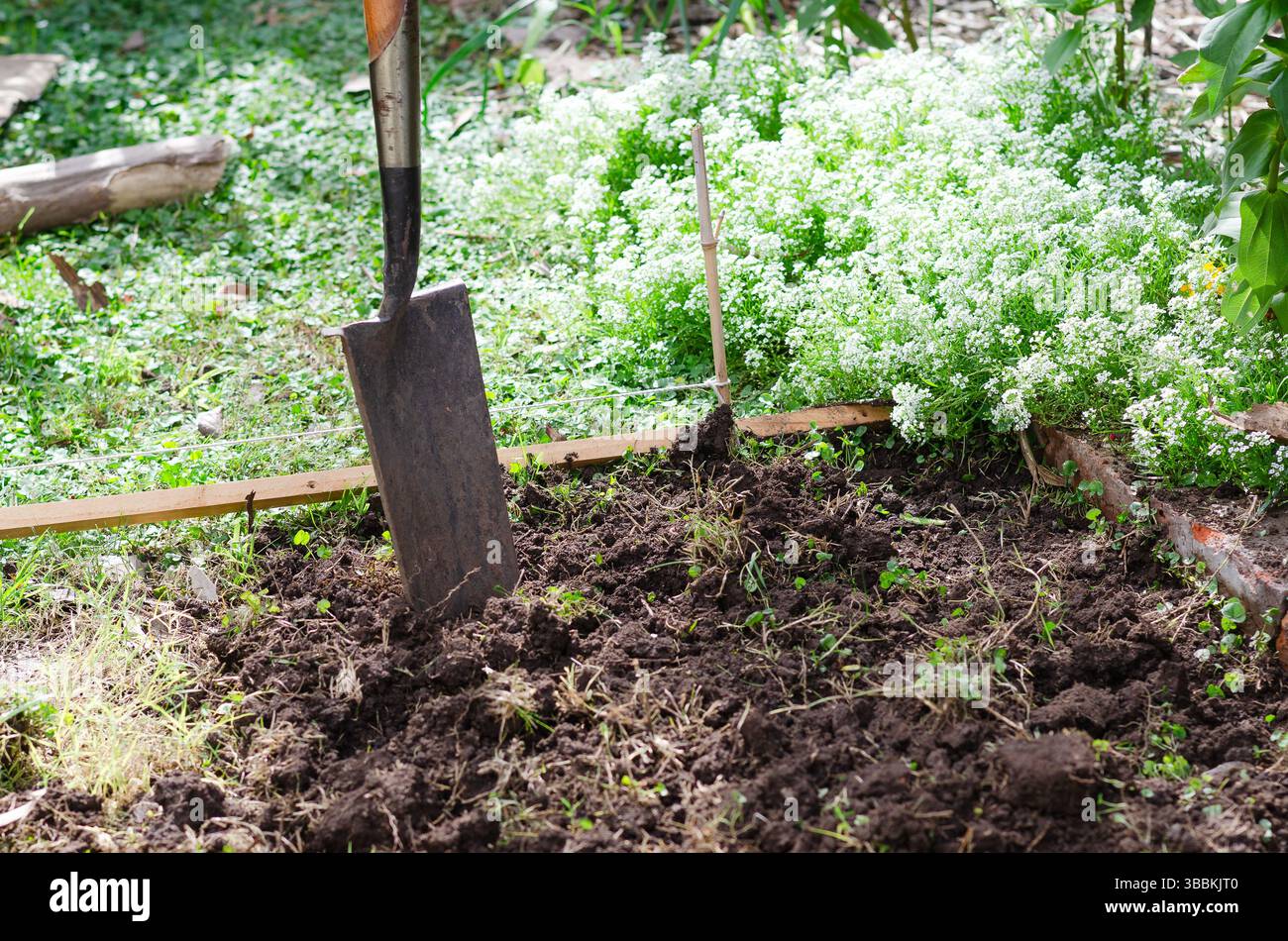 Una pala a terra in un giardino urbano con fiori bianchi. Concetto di giardinaggio urbano. Foto Stock