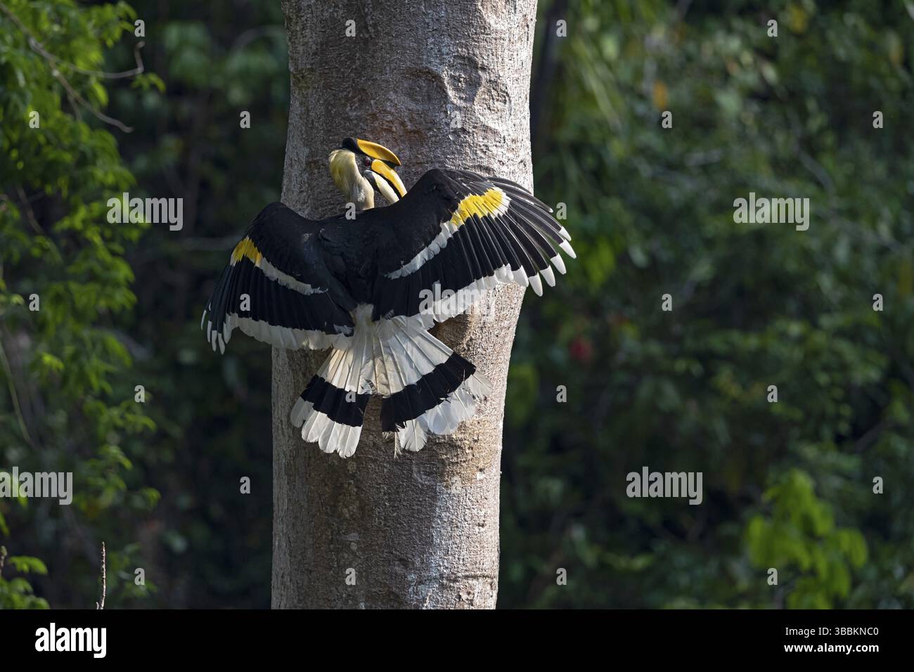 Great Hornbill (Buceros bicornis), alimentazione maschile presso la cavità di allevamento, Yunnan, Cina, Asia Foto Stock
