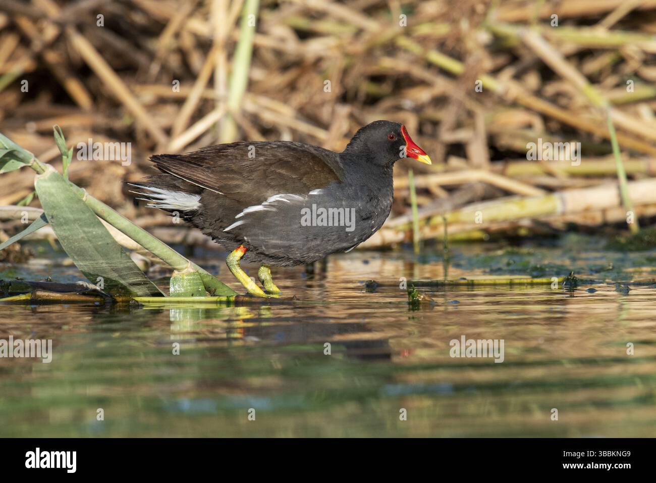 Comune Moorhen (Gallinula chloropus), Eilat, Israele, Asia Foto Stock