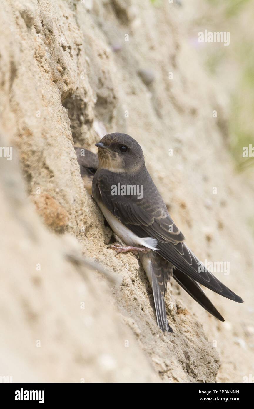 Common Sand Martin - Uferschwalbe - Riparia riparia ssp. riparia, Germania, giovanile, Europa Foto Stock