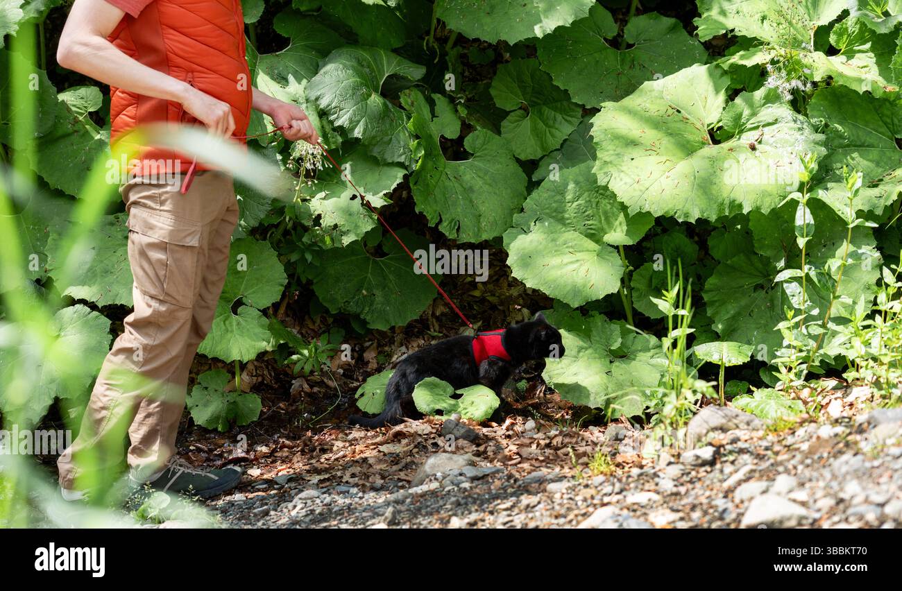la persona conduce il gatto nero al guinzaglio attraverso un fitto fogliame verde. Il gatto indossa un'imbracatura rossa, esplorando con curiosità e interesse i suoi dintorni naturali Foto Stock