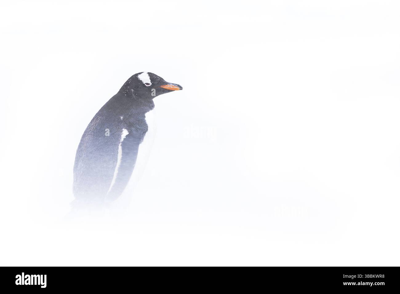 Pinguino Gentoo (Pygoscelis papua), Isole Falkland, Sud America Foto Stock