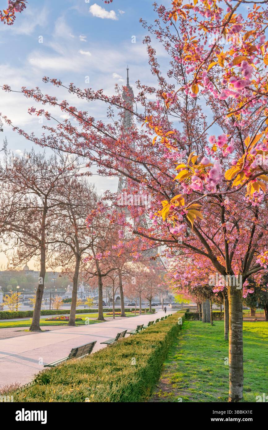 Fiori di ciliegio rosa in fiore ad aprile, Trocadero Garden 16° arrondisement Parigi, Francia, Europa Foto Stock