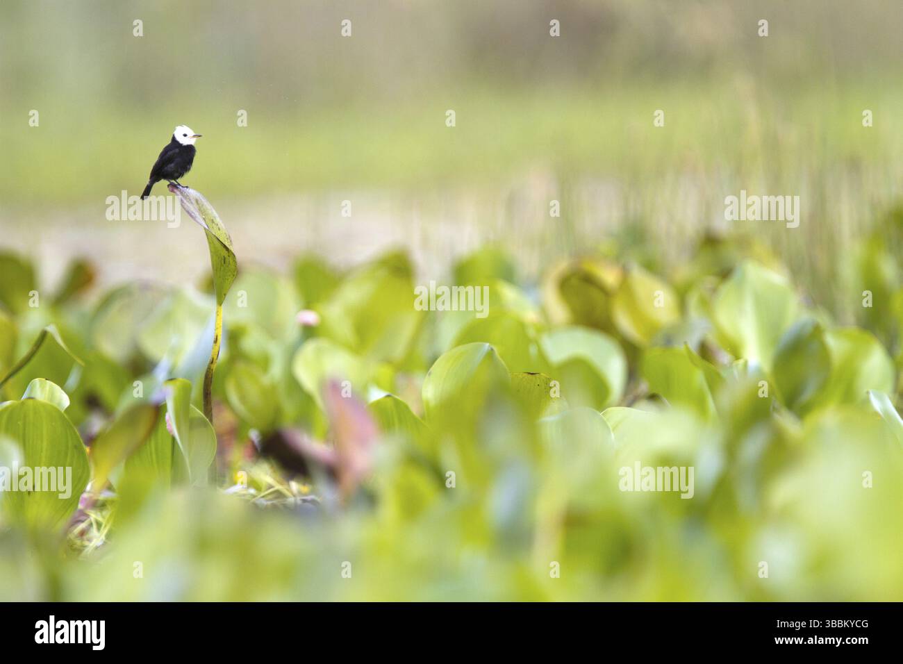 Tiranno palustre dalla testa bianca (Arundinicola leucocephala) maschio, Chapada Diamantina, Brasile, Sud America Foto Stock