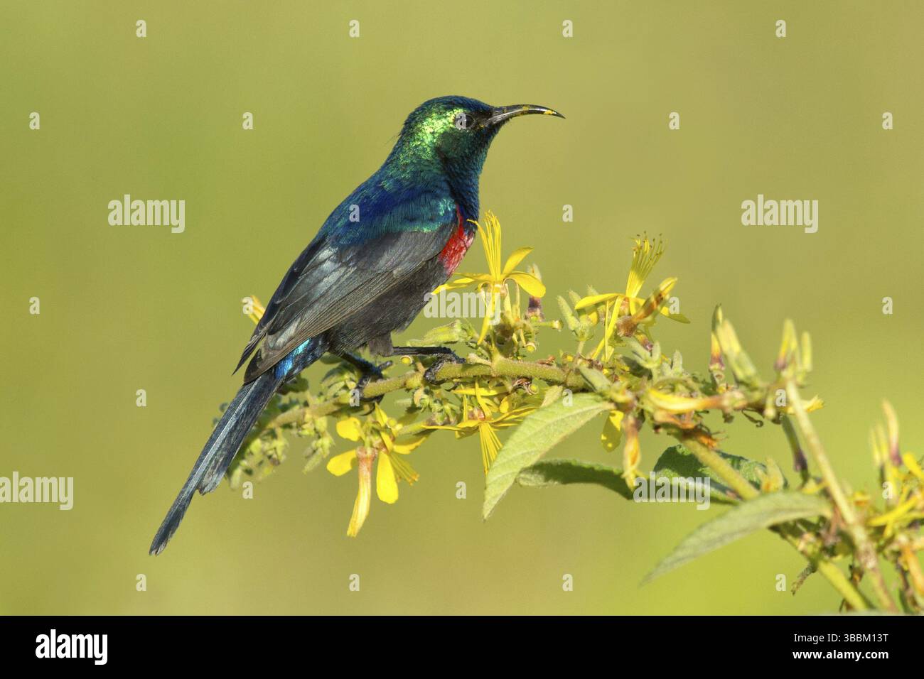 Uccello del sole (Cinnyris chloropygius) maschio, Wakiso, Uganda, Africa Foto Stock