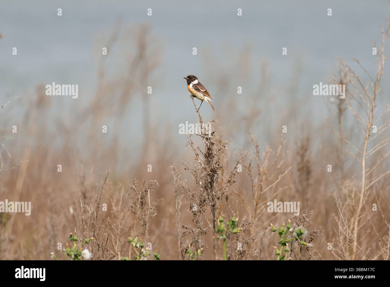 Maschio Stonechat (Saxicola rubicola) arroccato su sottobosco secco con lago bokeh sullo sfondo, Beniarres, Spagna Foto Stock