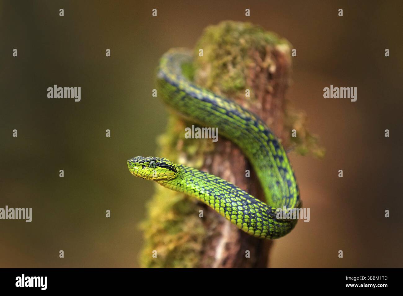 Talamancan Palm-Pitviper, Botriechis nubestris, habitat naturale. Rara vipera di nuova specie nella foresta tropicale. Serpente veleno nella giungla scura. Dettaglio di Foto Stock