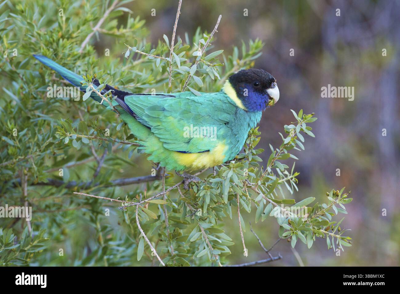 Ringneck australiano (Barnardius zonarius zonarius) arroccato in un cespuglio, territorio del Nord, Australia, Oceania Foto Stock