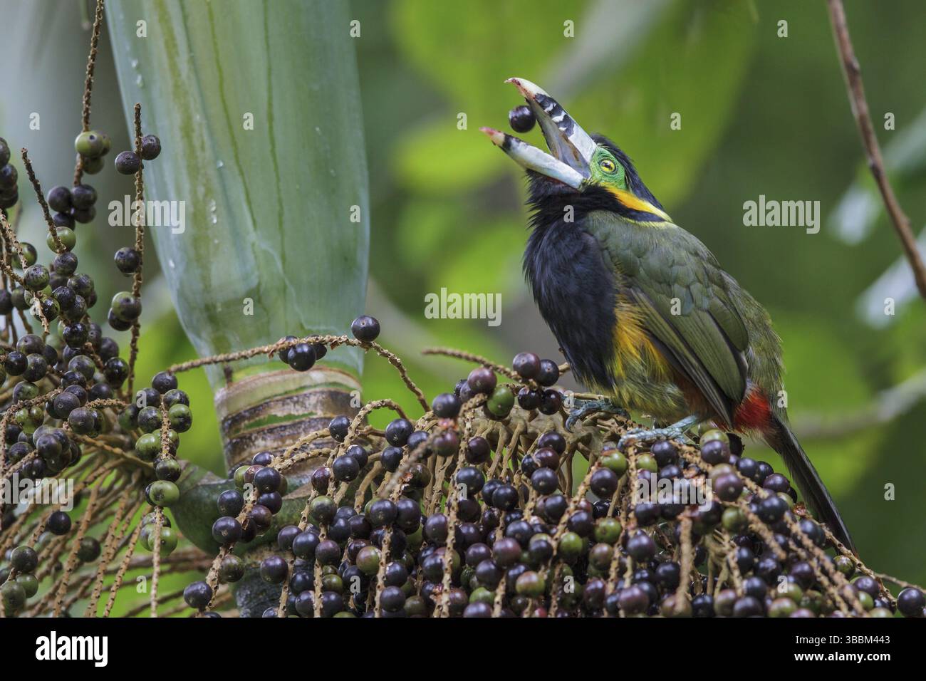 Toucanet (Selenidera maculirostris) a base di palme nella foresta pluviale atlantica del sud-est del Brasile Foto Stock