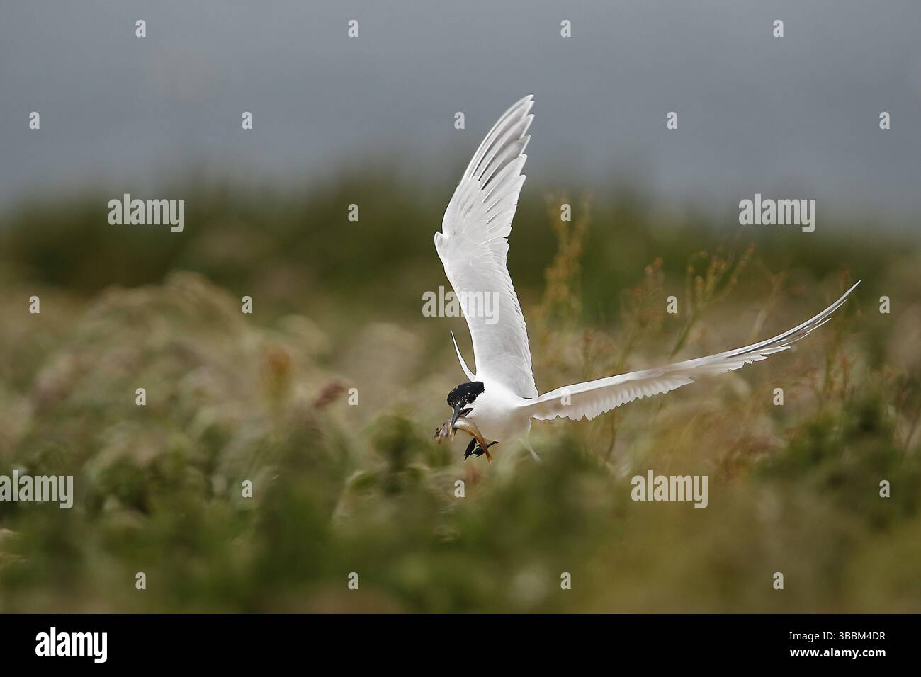 Tern sandwich (Thalasseus sandvicensis) che vola con pesci nel suo becco, Isole farne, Regno Unito, Europa Foto Stock