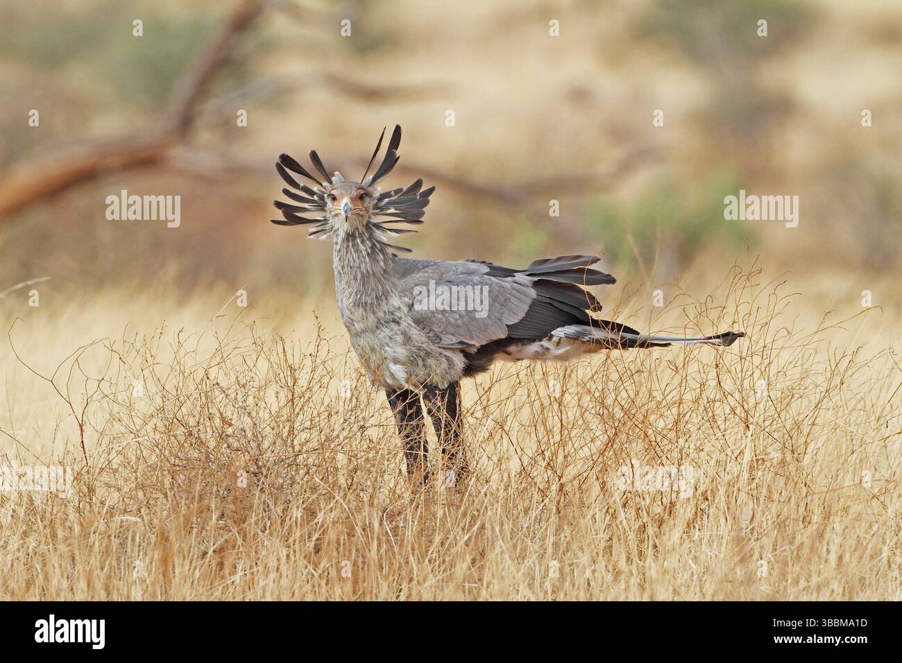 Secretarybird (Sagittarius serpentarius), Samburu, Kenya, Africa Foto Stock