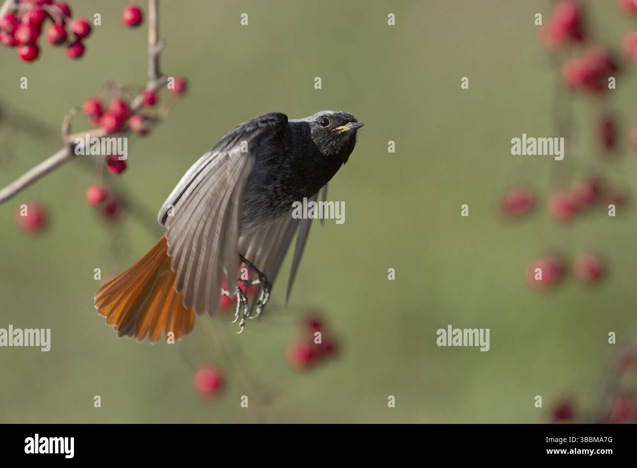 Black Redstart (Phoenicurus ochruros) maschio Flying, Rimini, Italia, Europa Foto Stock