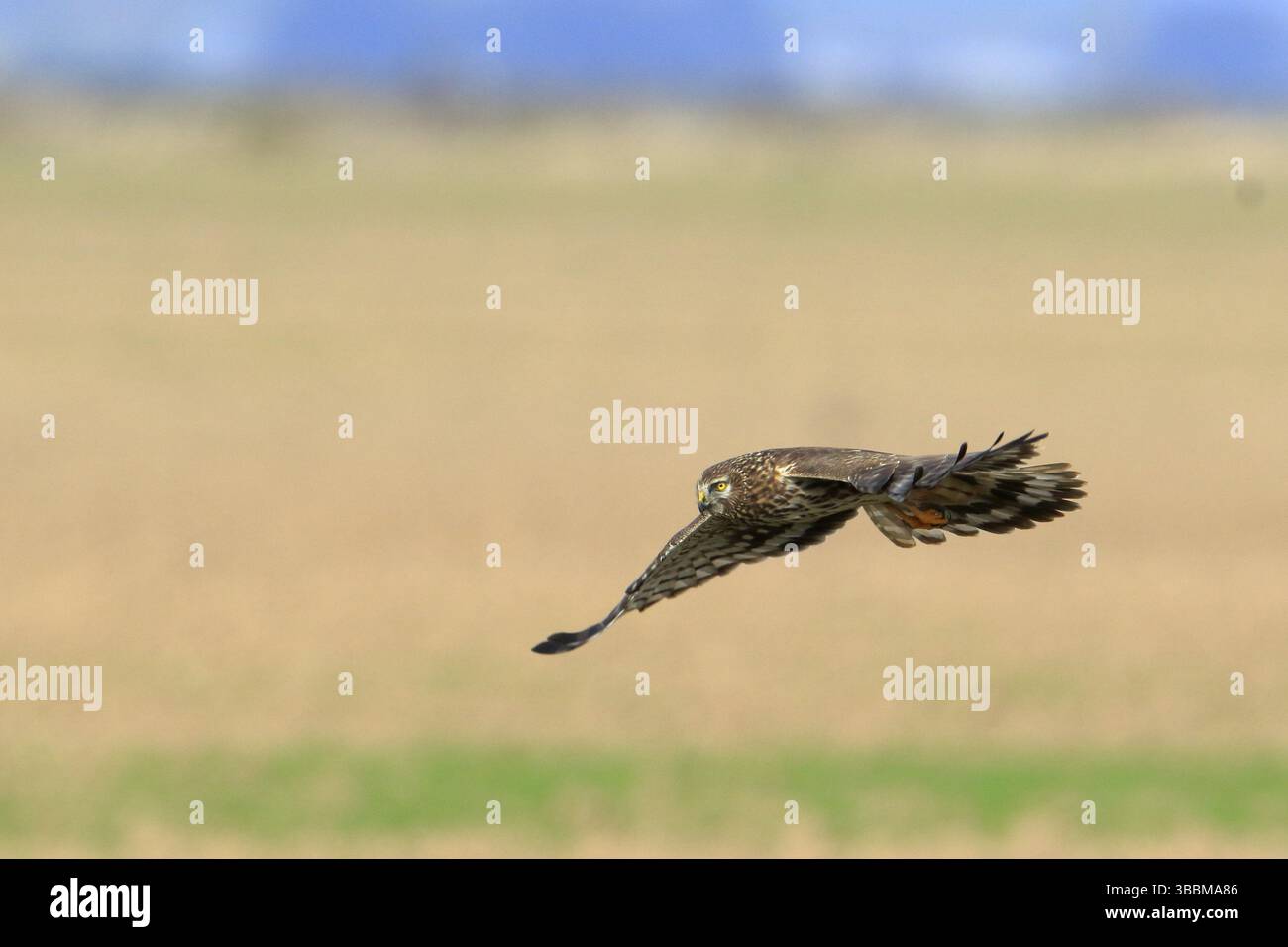 Hen Harrier (Circus cyaneus) volo femminile, Andalusia, Spagna, Europa Foto Stock