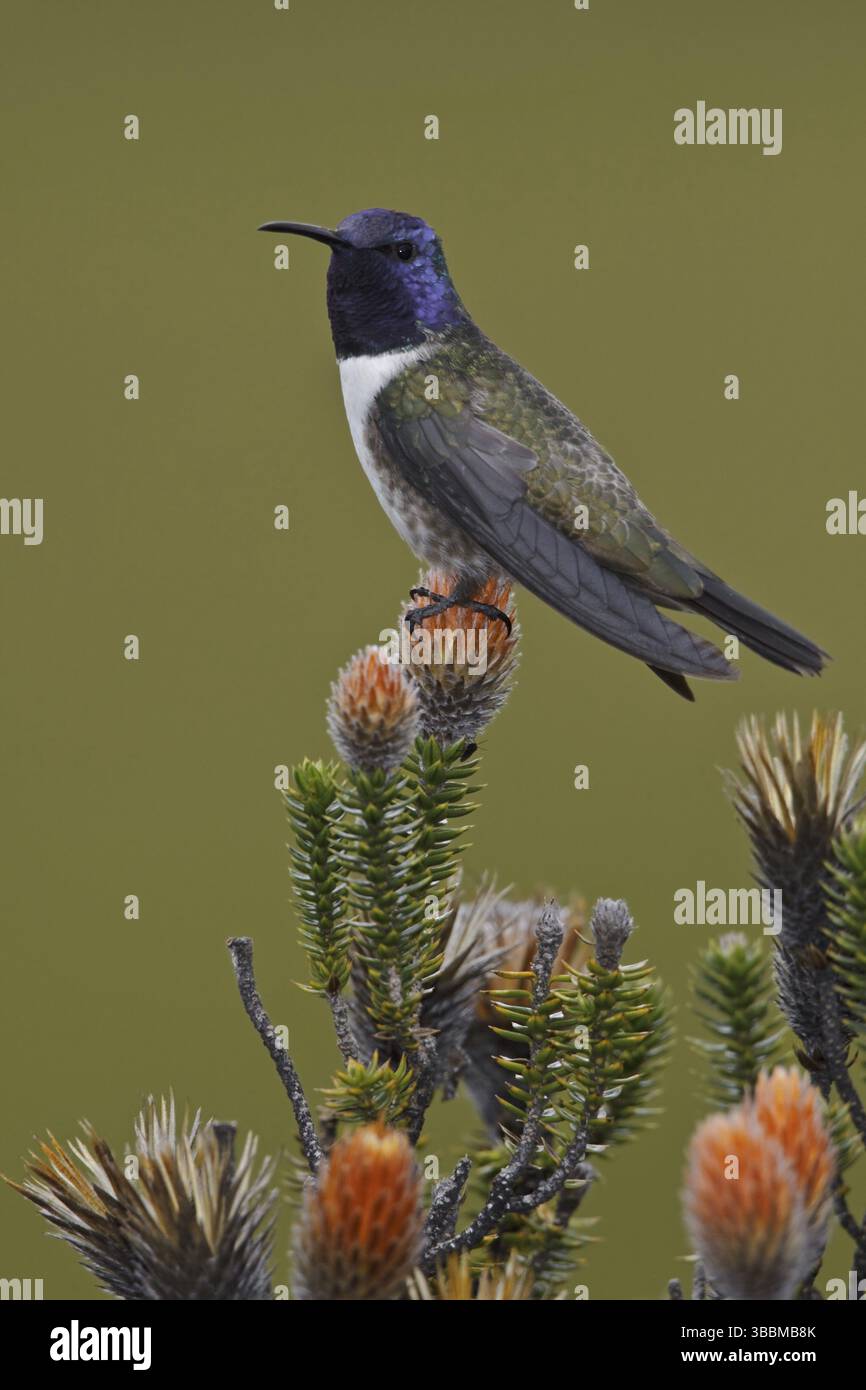 Ecuador Hillstar (Oreotrochilus chimborazo), Ecuador, Sud America Foto Stock