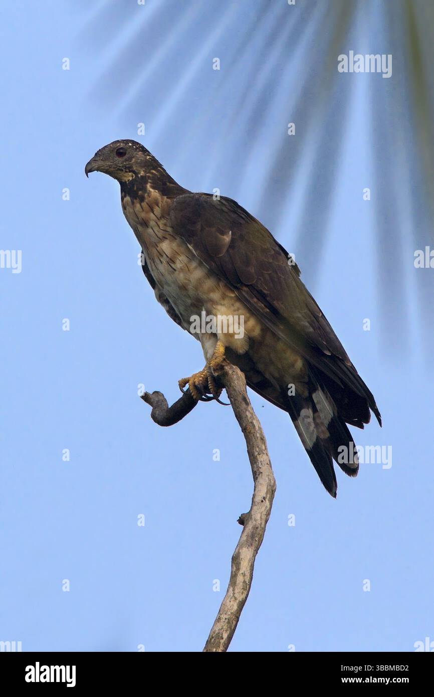 Buzzard di miele crestato (Pernis ptilorhynchus), Giava centrale, Indonesia, Asia Foto Stock