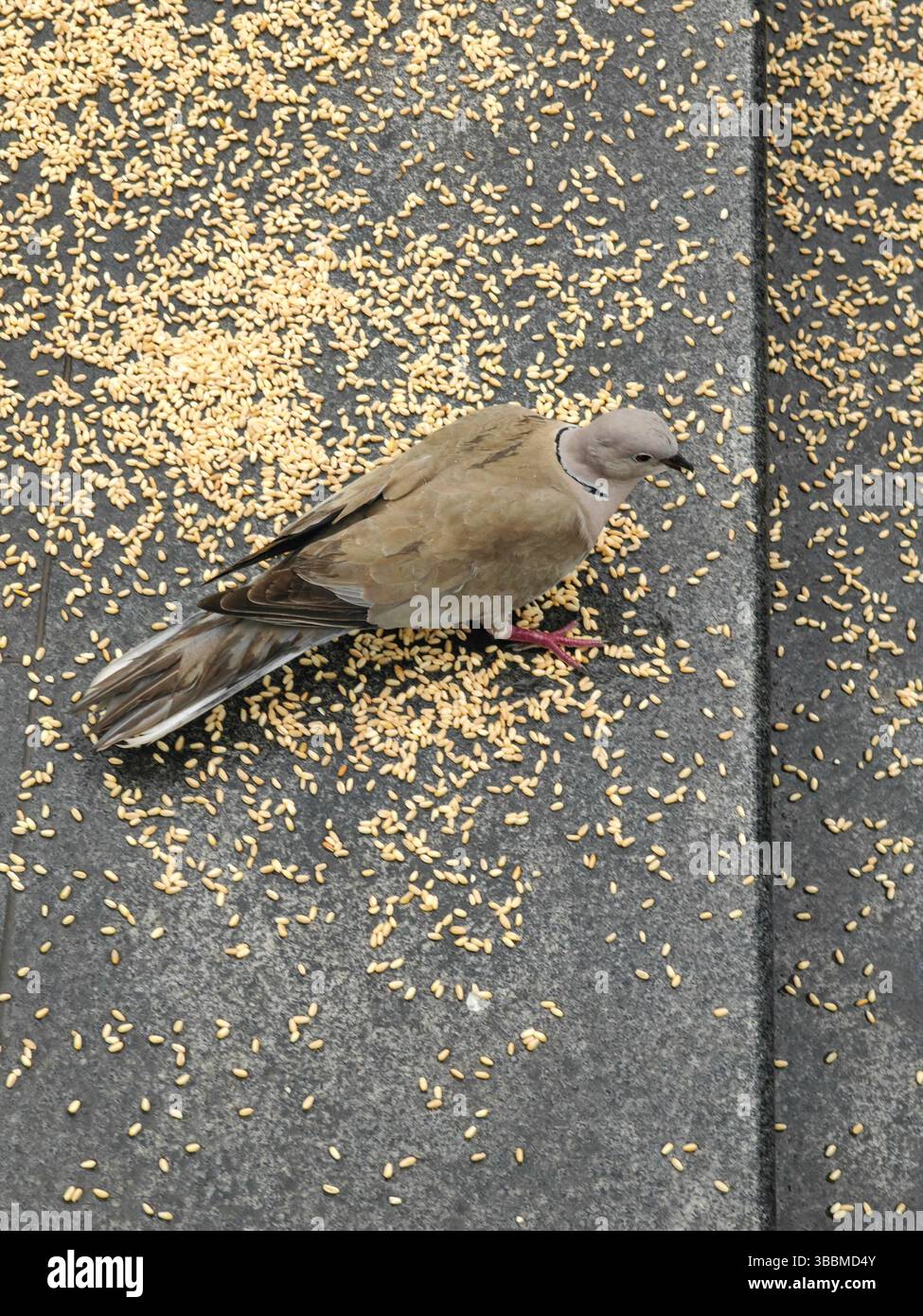 Street Feast – Pigeon and the Sesamo Seeds Foto Stock Street Feast – Pigeon and the Sesamo Seeds Foto Stock