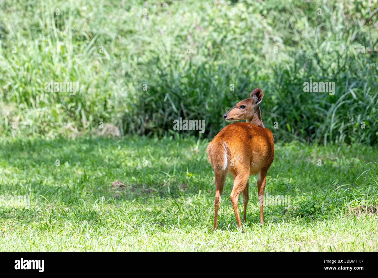 Bushbuck femmina (Tragelaphus scriptus) Foto Stock