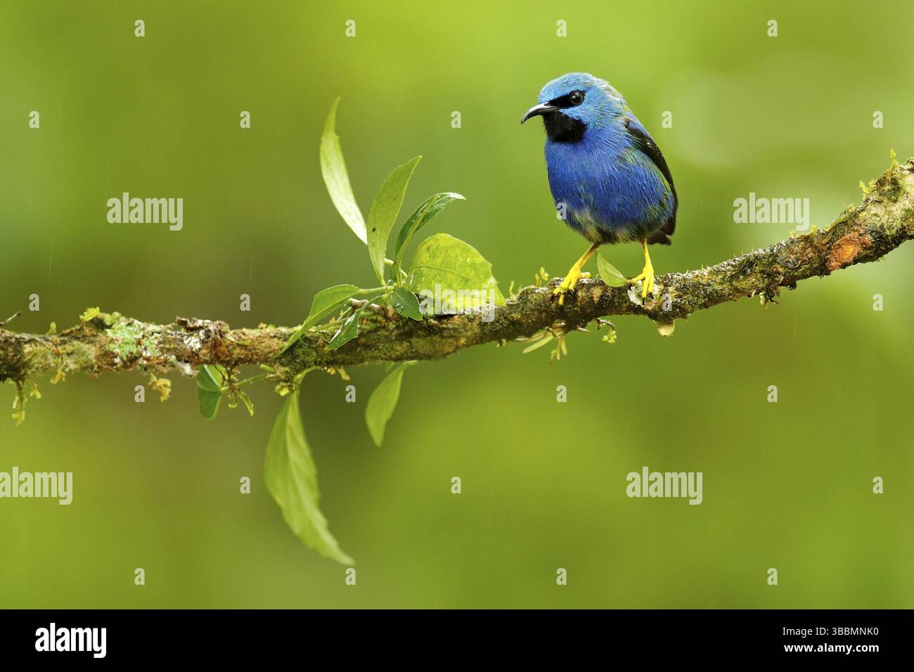 Lucente Honeysuperriduttore, Cyanerpes lucido, esotica petroliera blu con gamba gialla, Costa Rica. Songbird blu nell'habitat naturale. Bella blu e. Foto Stock