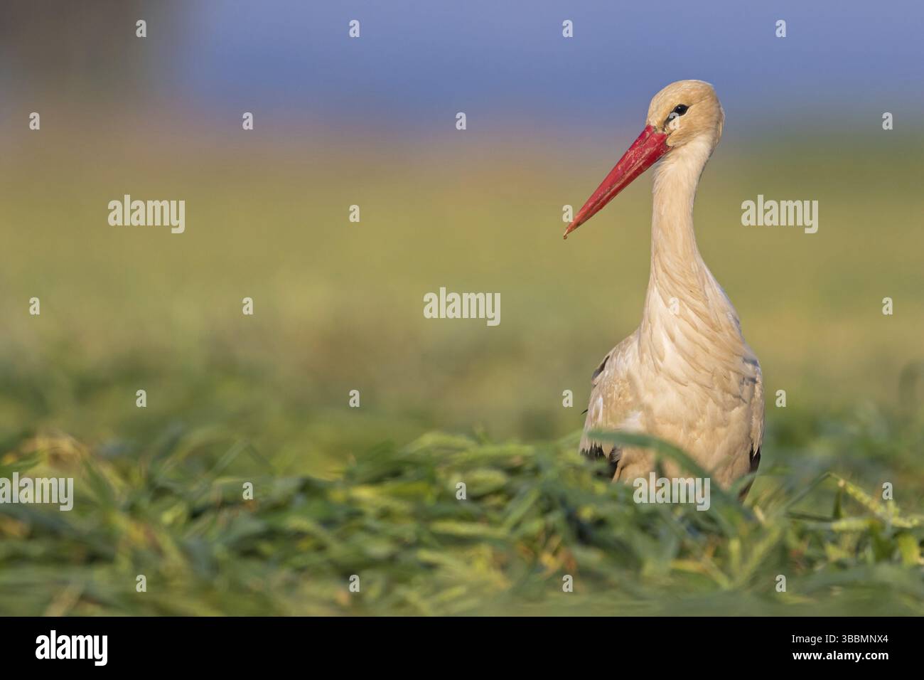 Weissstorch, Ciconia ciconia, Cigogne Blanche, Cigueena Blanca, Cigueena Comun Foto Stock