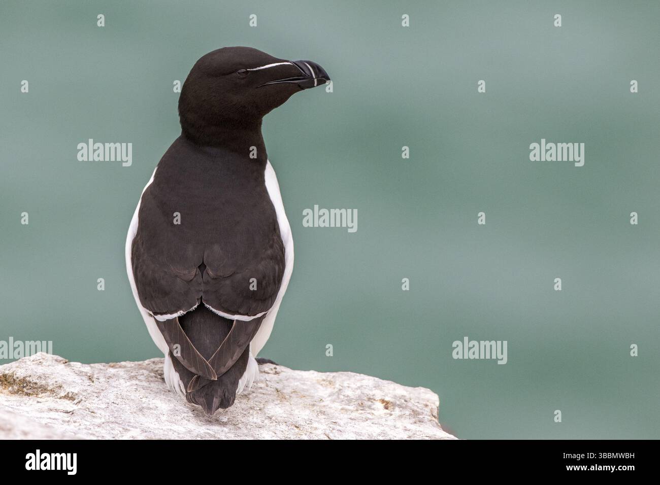 Razorbill (Alca torda islandica), Isole Saltee, Irlanda, Europa Foto Stock