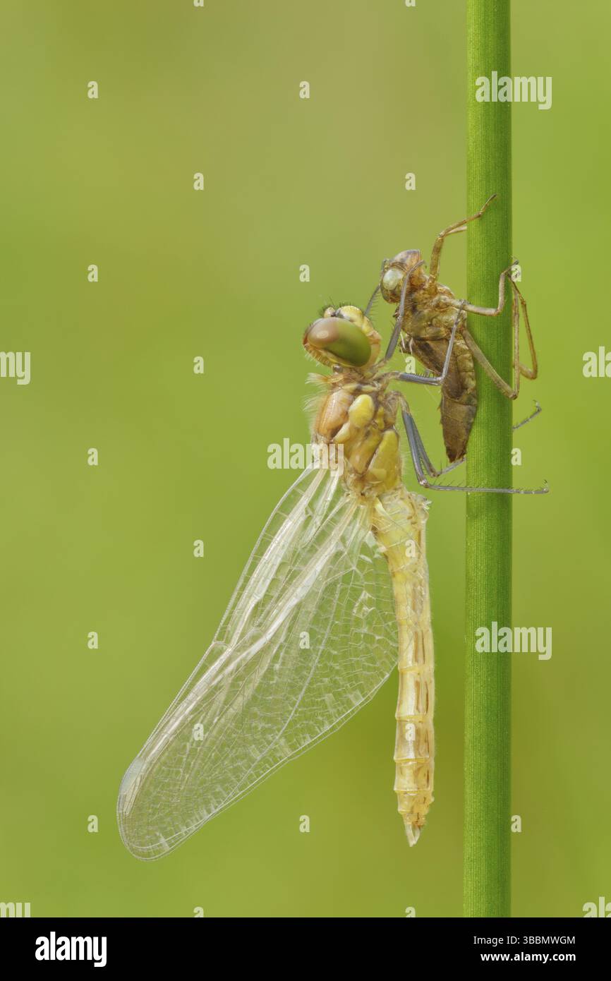 Libellenschlupf Blutrote Heidelibelle, Sympetrum sanguineum Dragonfly Hatch Ruddy Darter, Sympetrum sanguineum Foto Stock