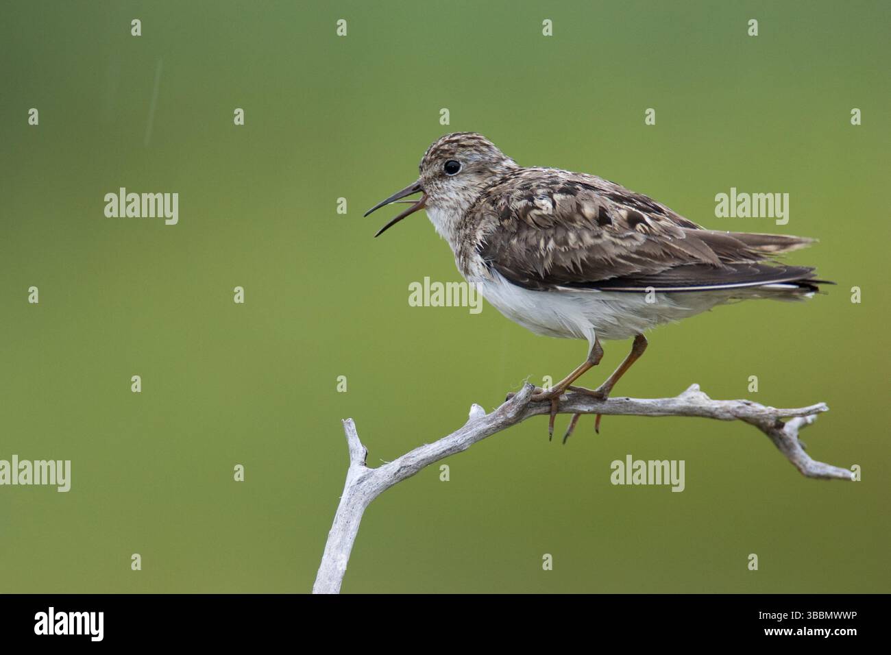 Temminck's stint (Calidris temminckii), Varanger, Norvegia, Europa Foto Stock