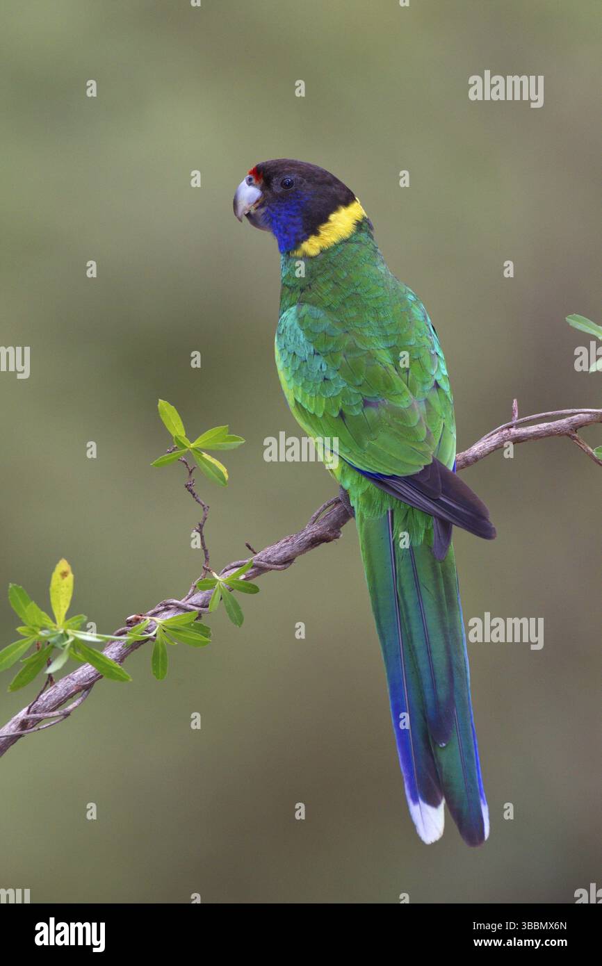 Ventotto pappagalli (Barnardius zonarius semitorquatus), Australia Occidentale, Australia, Oceania Foto Stock