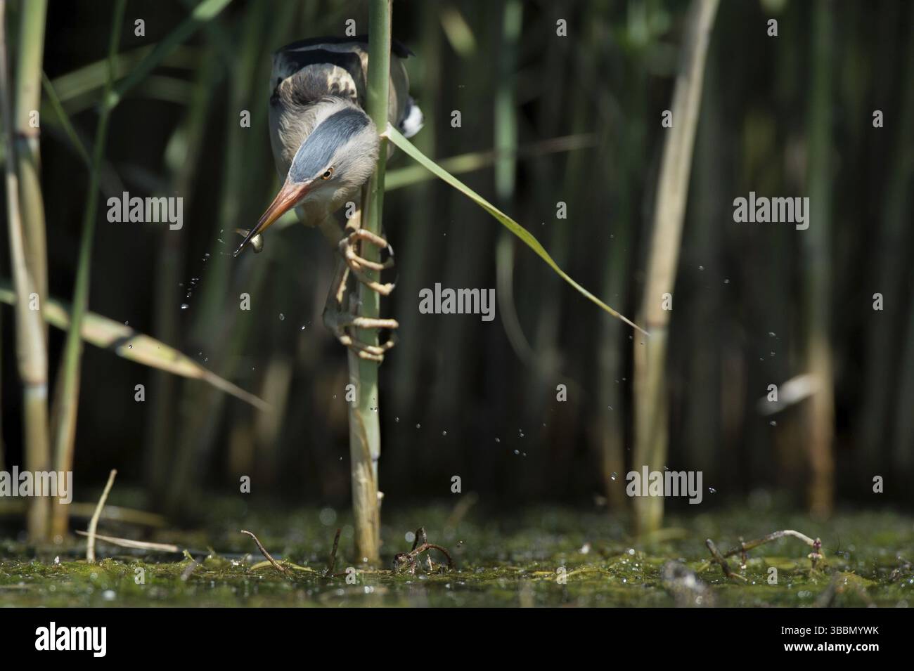 Little Bittern (Ixobrychus minutus) Foraging, Bulgaria, Europa Foto Stock