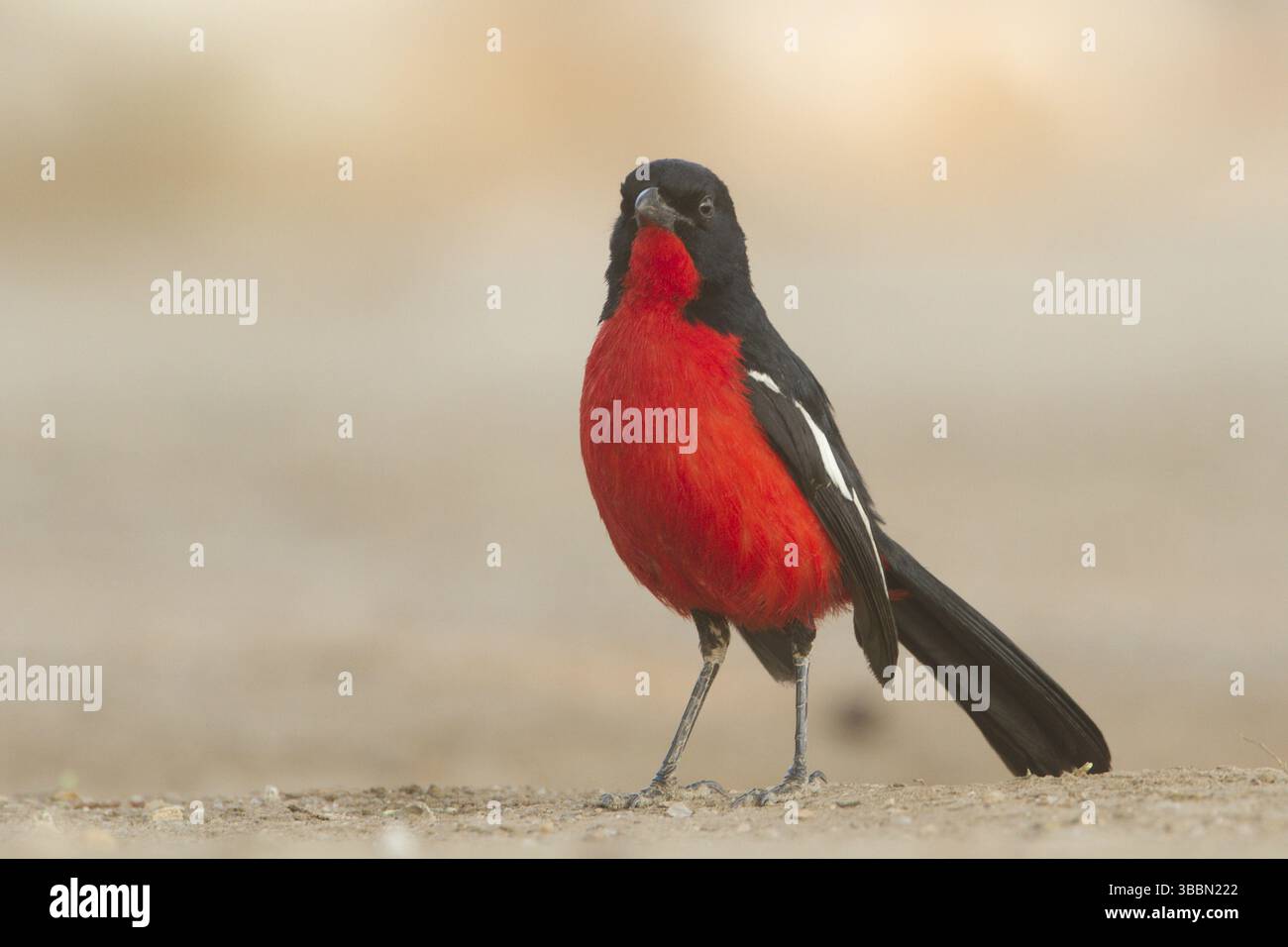 Crimson-Breasted Shrike (Laniarius atrococcineus), Khomas, Namibia, Africa Foto Stock