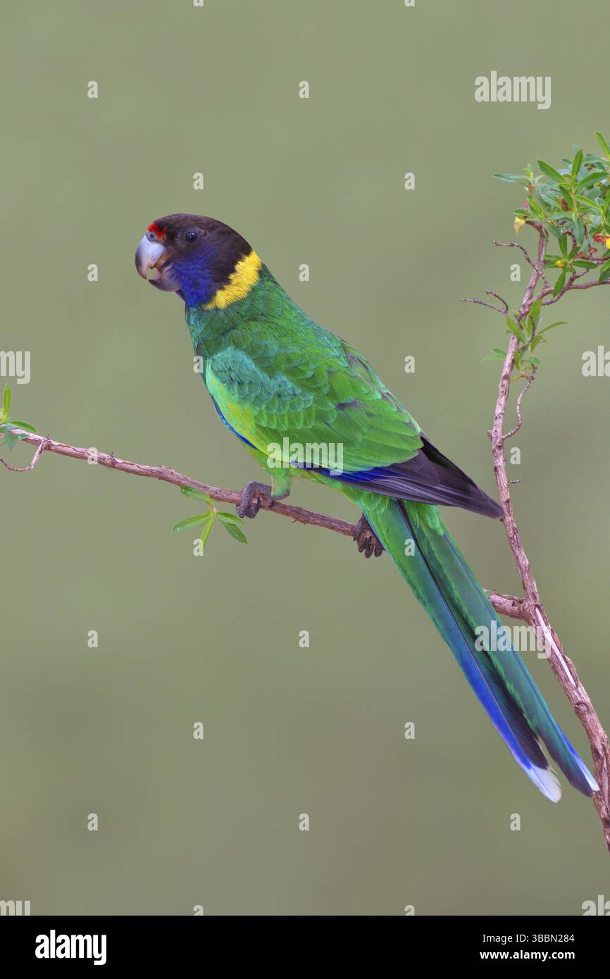 Ventotto pappagalli (Barnardius zonarius semitorquatus), Australia Occidentale, Australia, Oceania Foto Stock