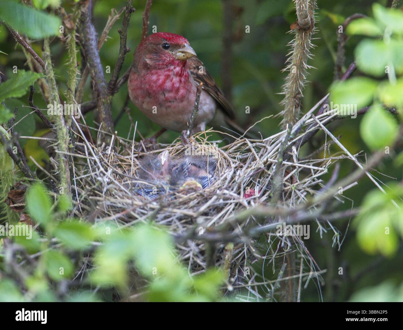 Comune Rosefinch (Carpodacus erythrinus) maschio a nido con pulcini, Meclemburgo-Pomerania occidentale, Germania, Europa Foto Stock