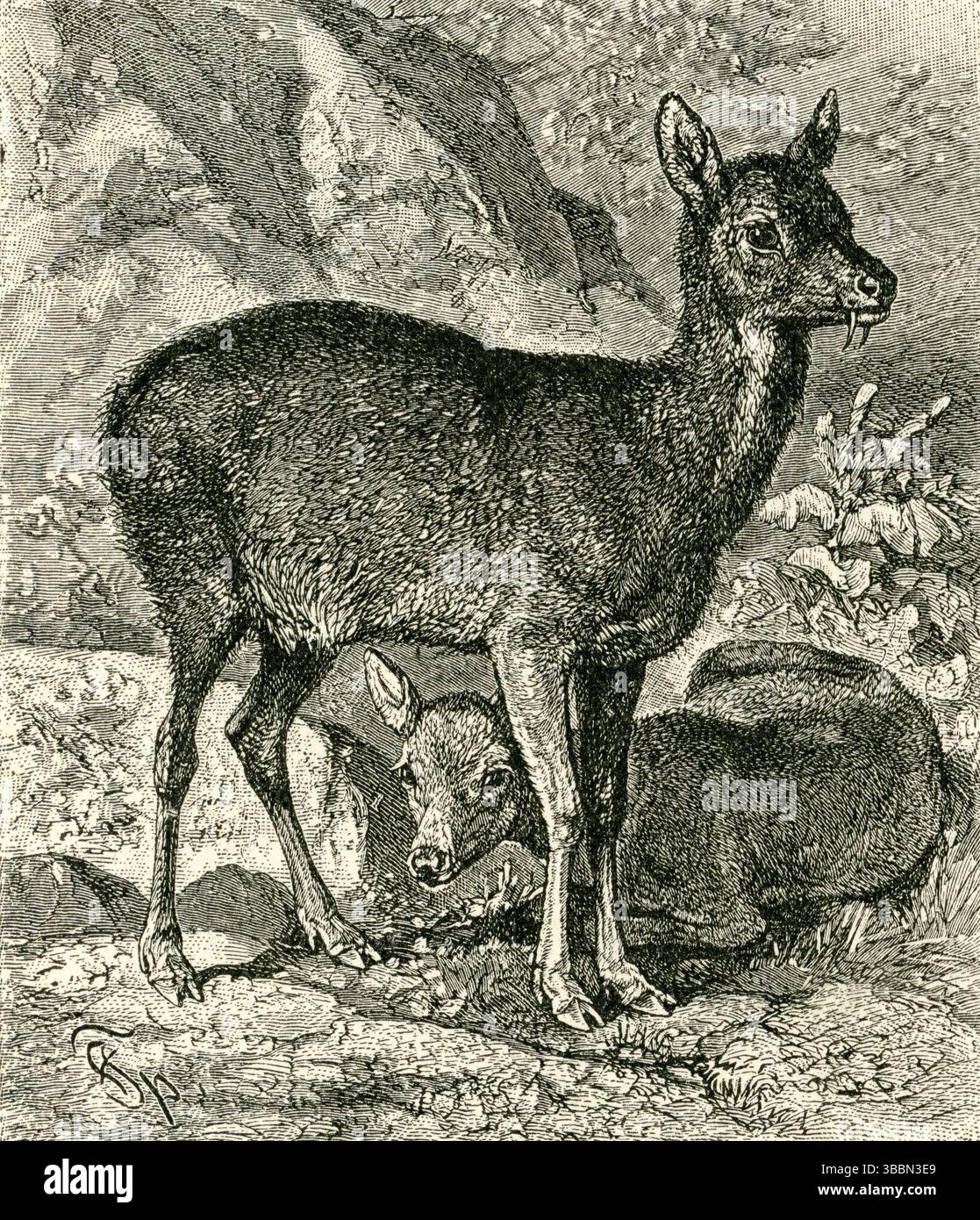 CERVO MUSCHIATO ( Moschus moschiferus ) - coppia di cervi muschiati nel sottobosco della Foresta rocciosa Foto Stock
