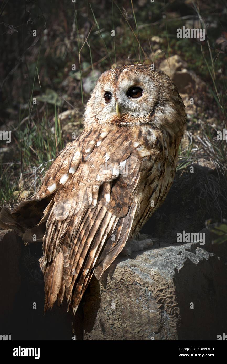 Tawny gufo arroccato sulla roccia Foto Stock
