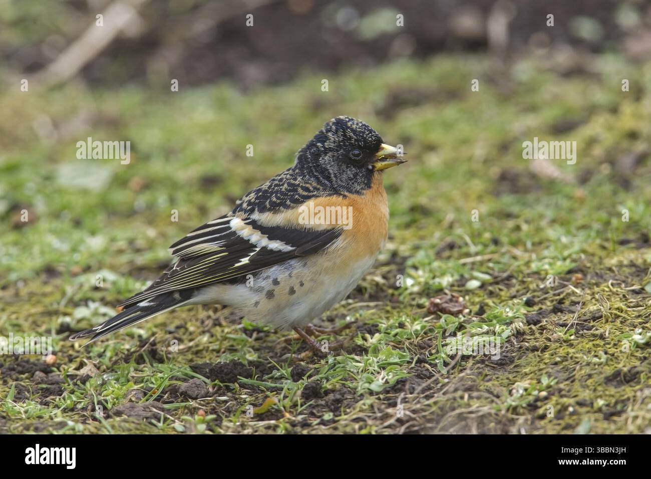 Brambling (Fringilla montifringilla) maschio, Scozia, Regno Unito, Europa Foto Stock