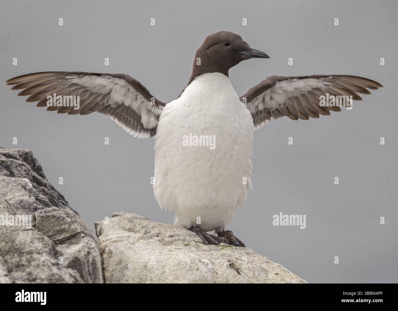 Murre comune (Uria aalge) che battono ali, Scozia, Regno Unito, Europa Foto Stock