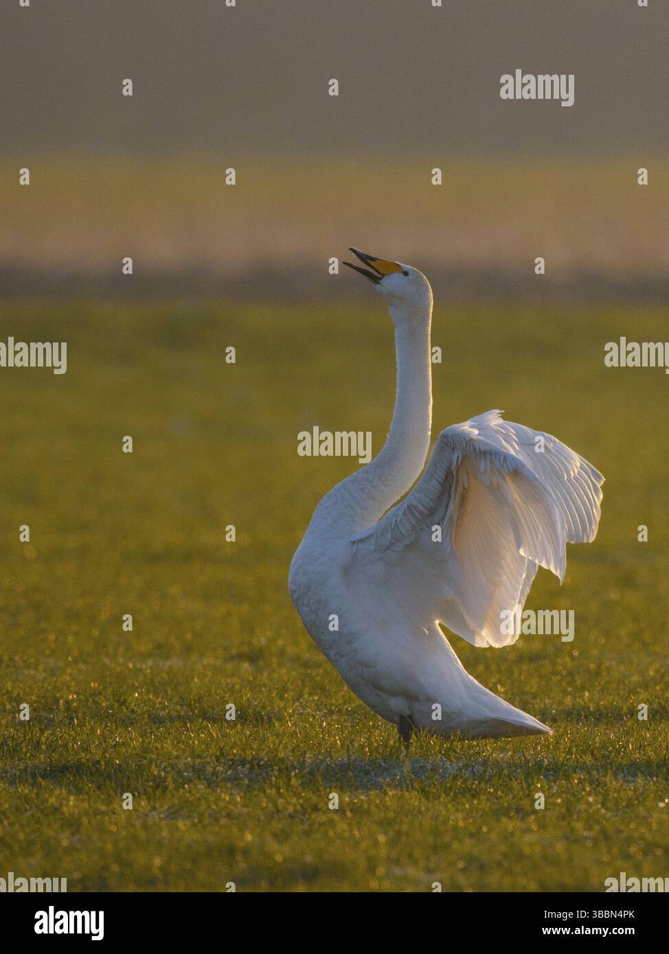 Whooper Swan (Cygnus cygnus) che battono ali, Renania settentrionale-Vestfalia, Germania, Europa Foto Stock